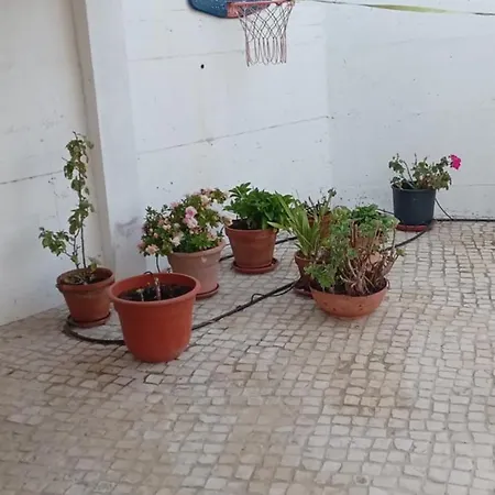 Casa Mimosa * Cotovia